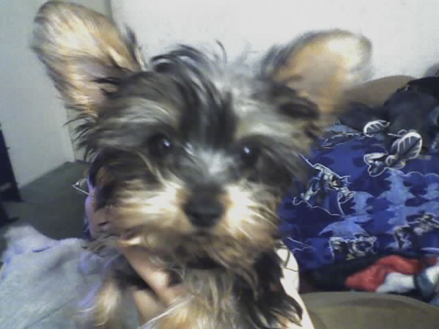 hershey