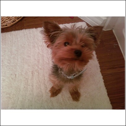 i_love_my_milo