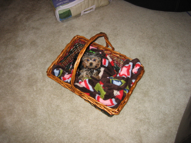 in_her_basket
