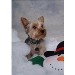 internet_ready_barons_first_Christmas