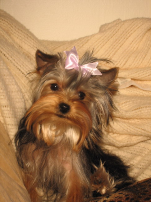 josie2