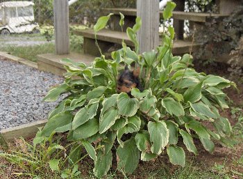 kacee_in_plant