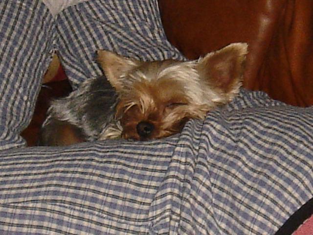 kaya_on_butt_sleeping