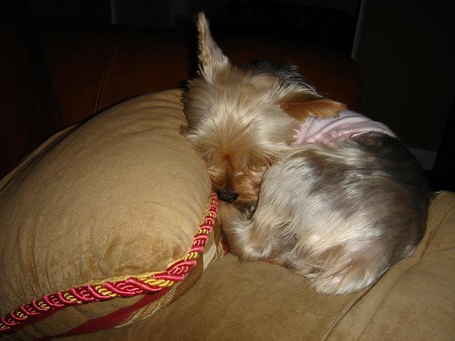 kaya_sleeping_in_a_ball