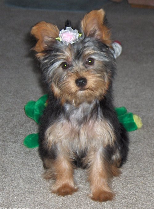 kizzy_rose_bow