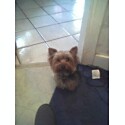 kodi_bear1