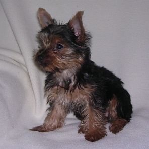 lilleo3