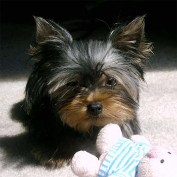 lilly_pampered1