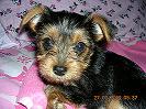 little