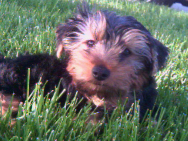 little_oliver