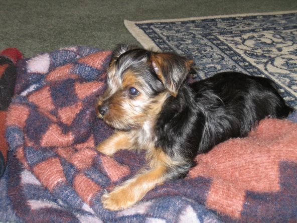logan-blanket
