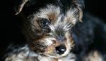 lola5