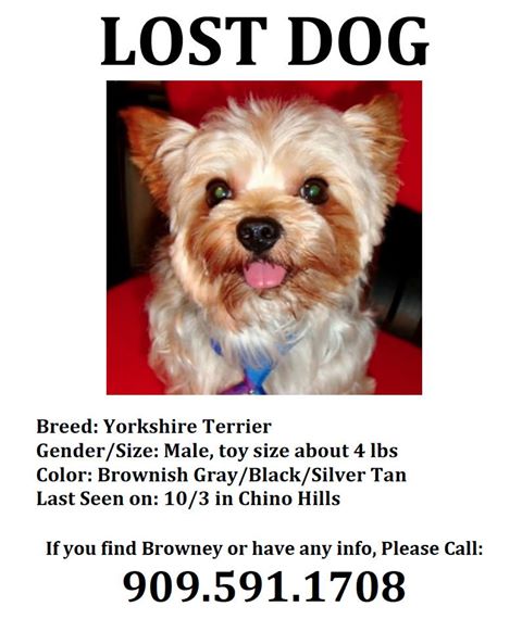 lost_dog