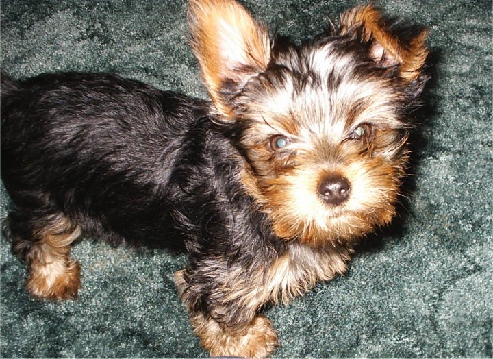 lottie11wks2_floppy_ears