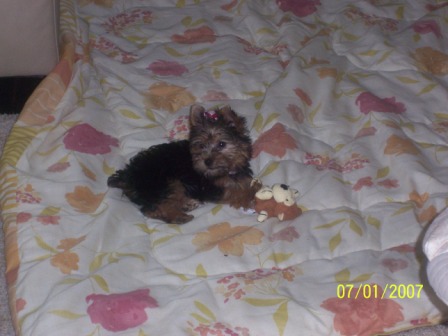 lucy2compress