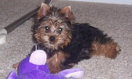 lucylookingrightatthecamera
