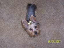 lucyyellowbow