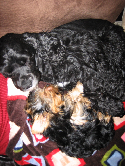 maggie_and_daisy