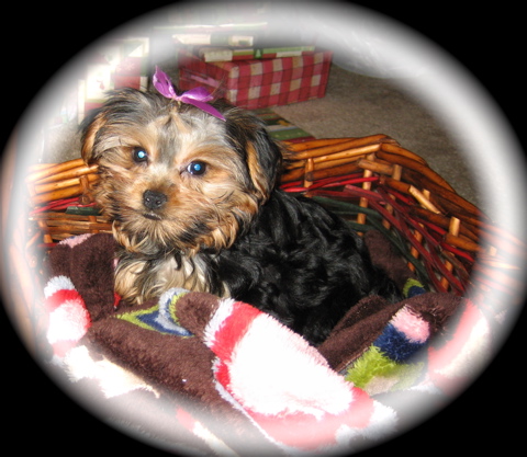 maggies_first_haircut