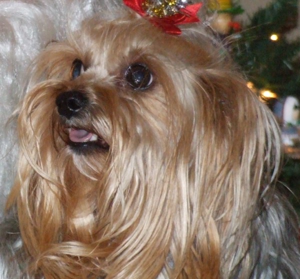 marcie_yorkie_talk