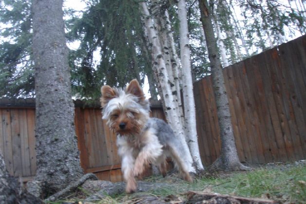 marty_in_back_yard_ii
