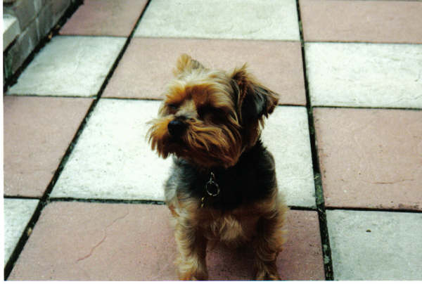 mickey1