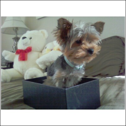 milo_in_box