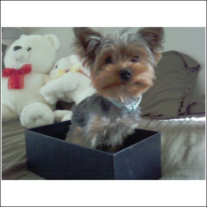 milo_in_box_2