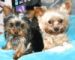 mini_pic_of_jac_and_beans