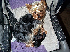 mom_and_babies_in_stroller