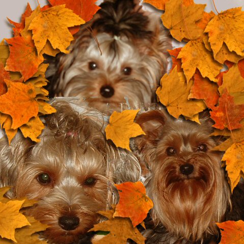 myYorkies