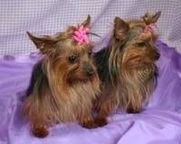 my_babies