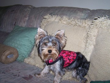 my_harness