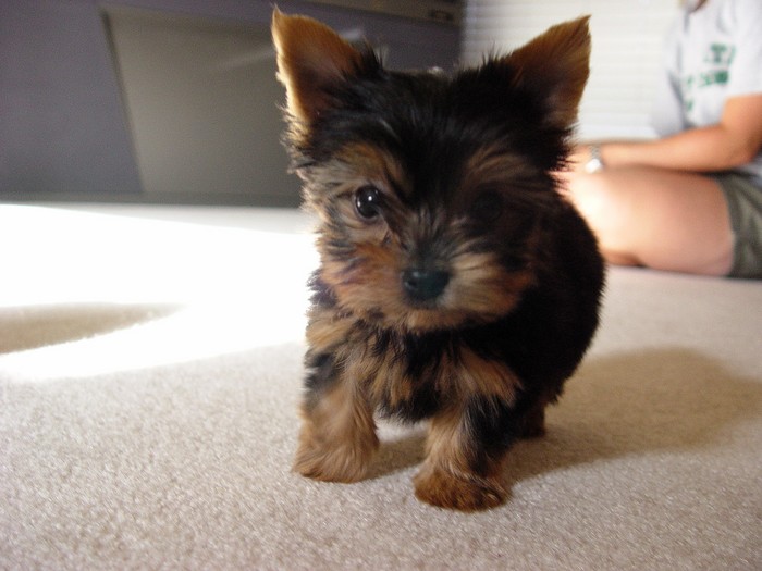 my_puppy_3