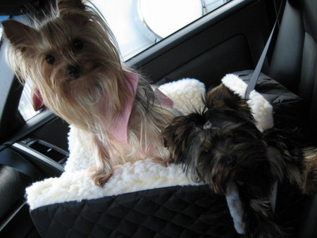 new_carseat