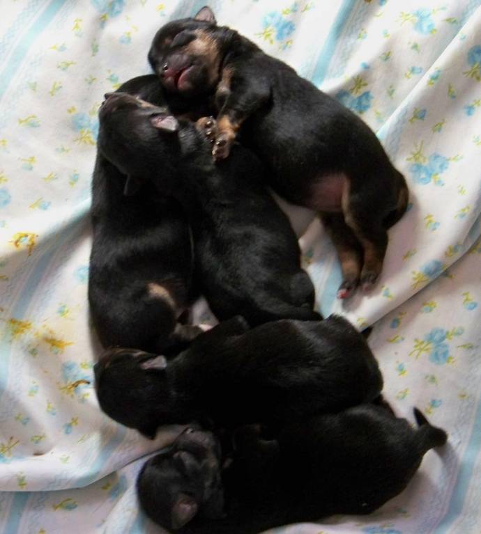 newborn_puppies