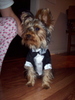 nolee_tux