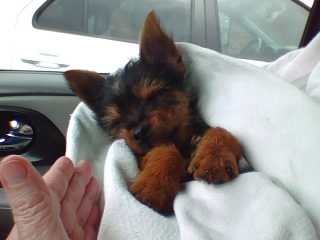 ollie