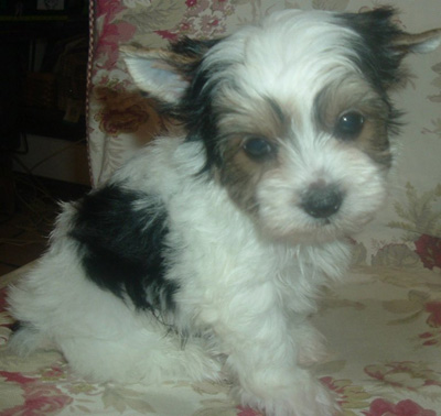 otto2