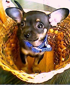 pancho2