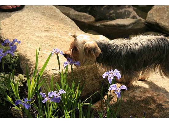 paris_smelling_the_flowers