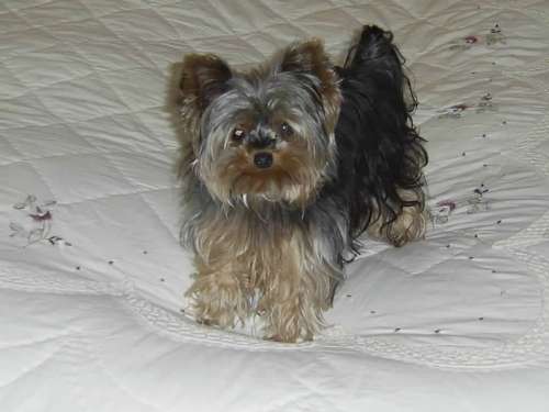 pebby_002-500
