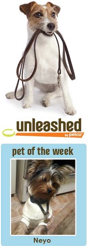 pet_of_the_week