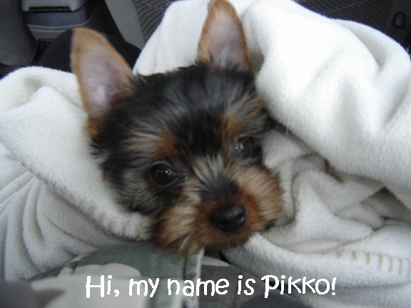 pikko