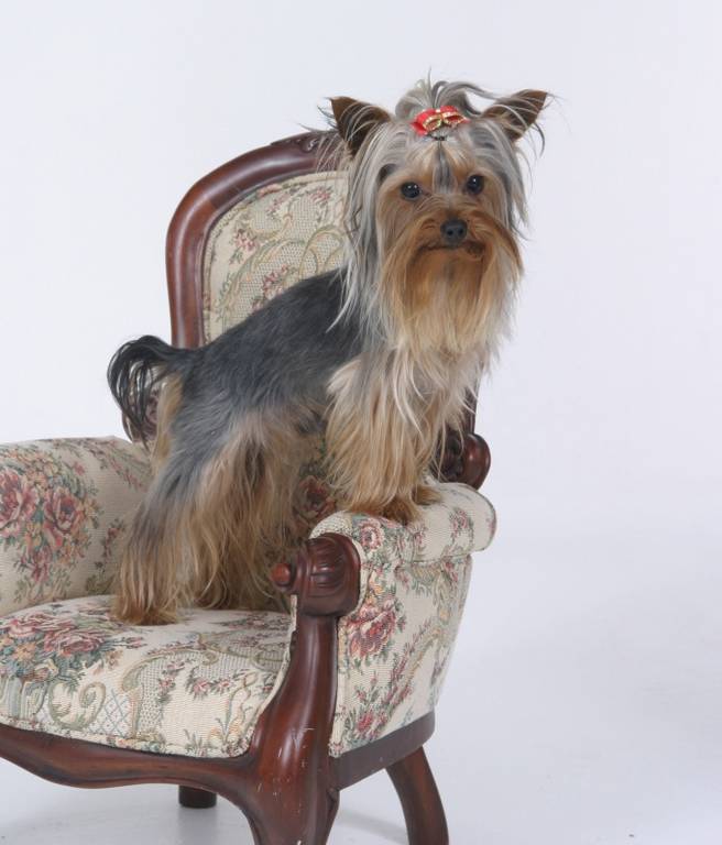 pinecrest_s_yorkies_028