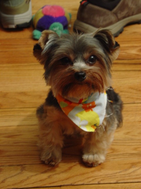 pixie