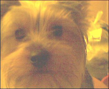 pixie1