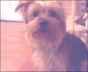 pixie2