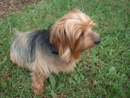 pixie_sept_06