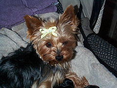 pretty_girl_with_bow